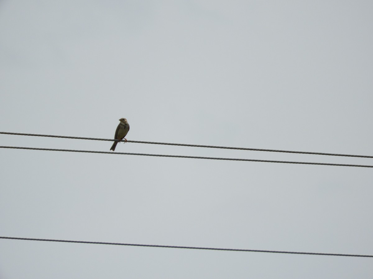 Corn Bunting - ML449887291