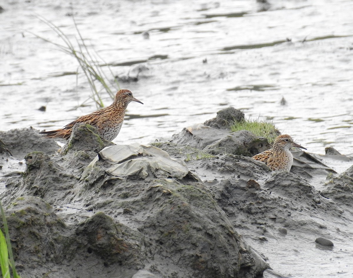 Sharp-tailed Sandpiper - ML449888321