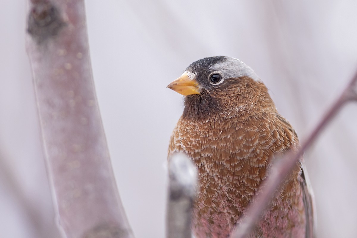 Gray-crowned Rosy-Finch (Gray-crowned) - Joshua Covill