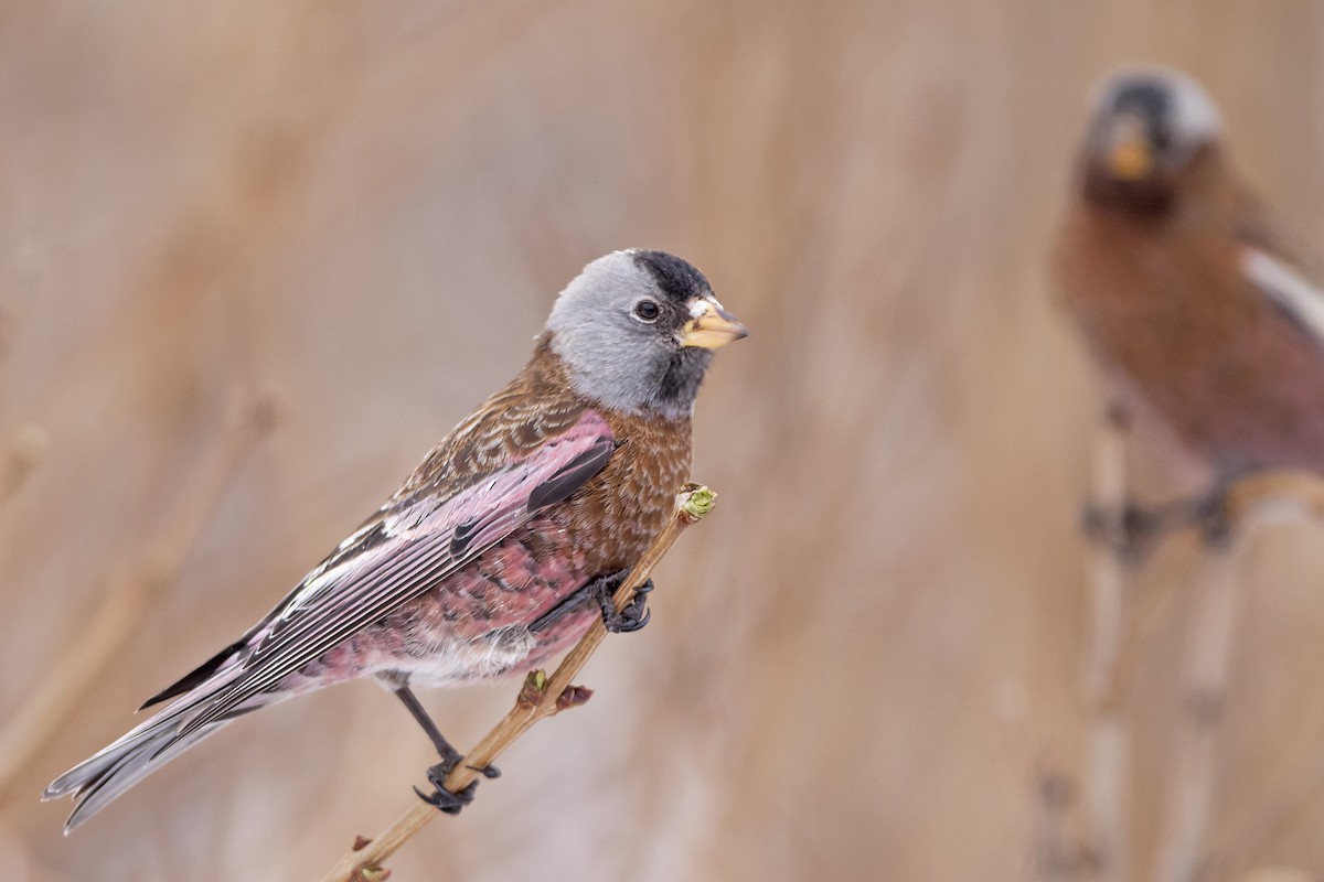 Gray-crowned Rosy-Finch (Hepburn's) - Joshua Covill