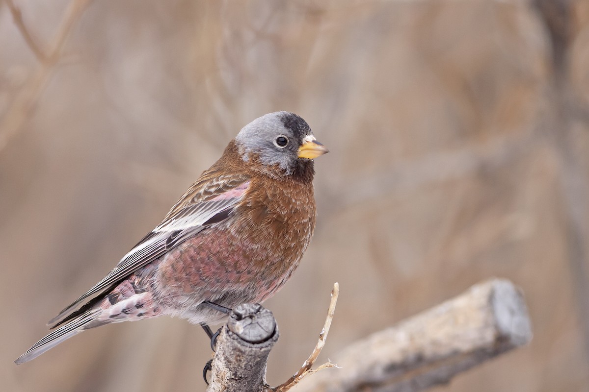 Gray-crowned Rosy-Finch (Hepburn's) - ML44988951