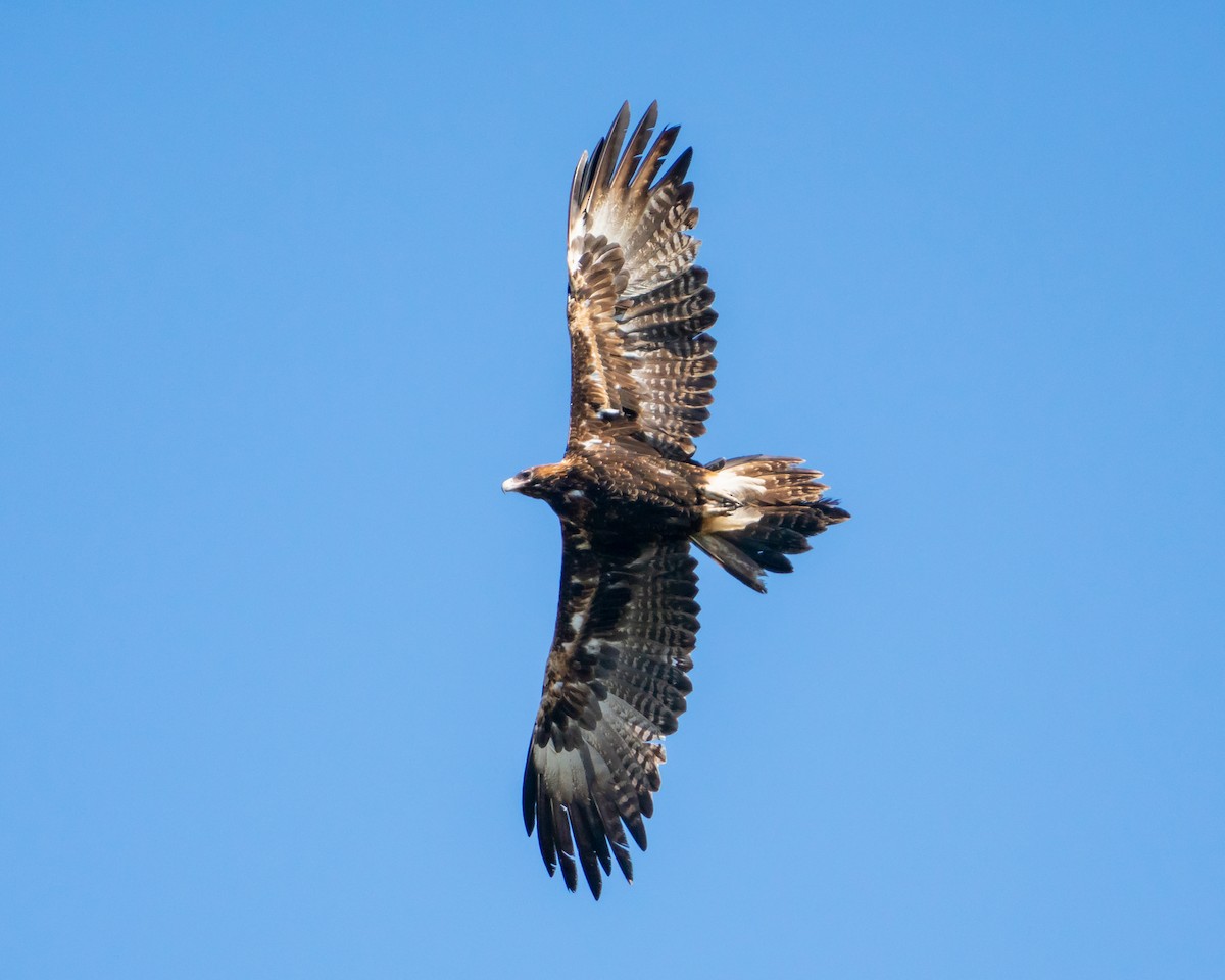 Wedge-tailed Eagle - Duke N