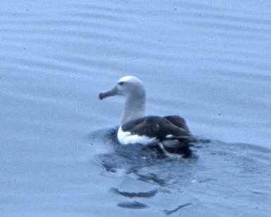 Salvin's Albatross - ML44988971