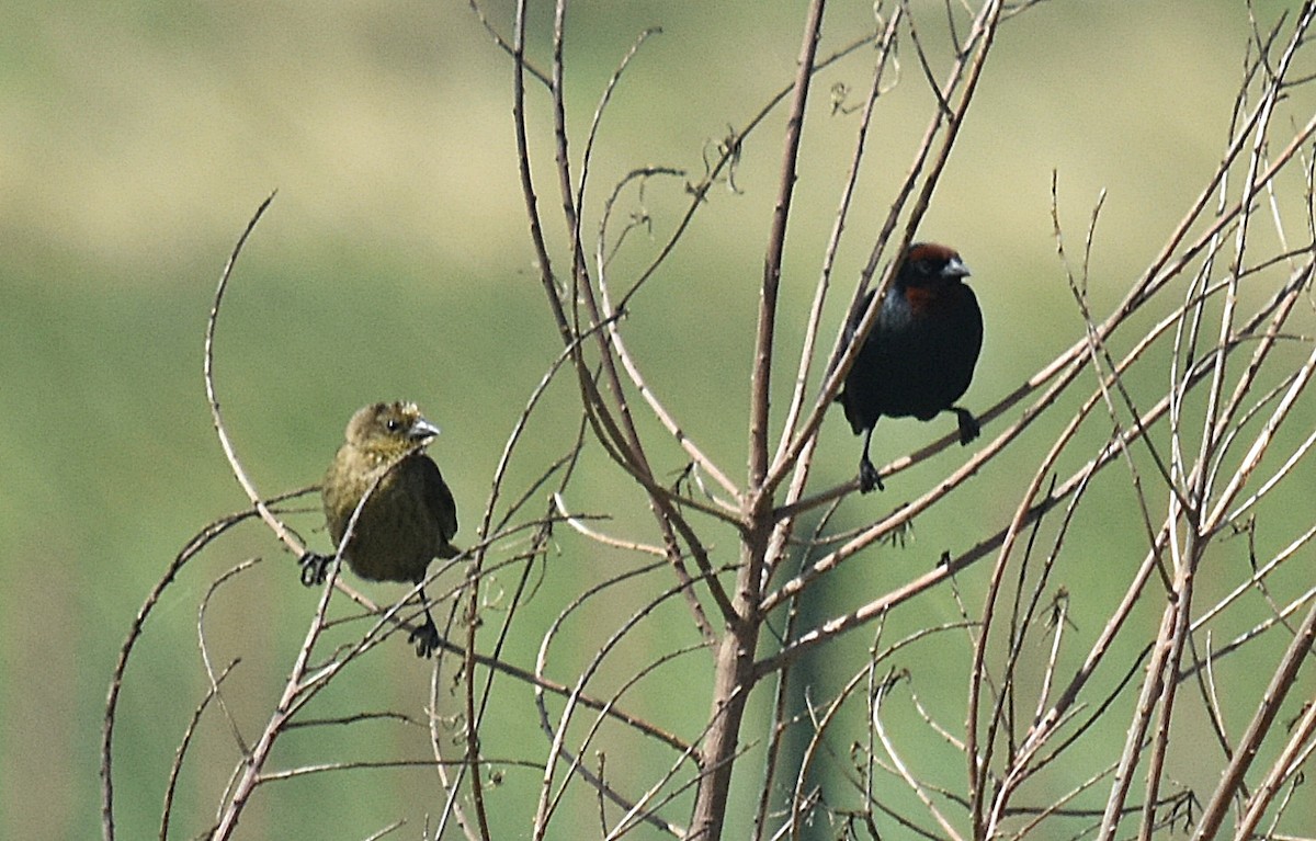 Chestnut-capped Blackbird - andres ebel