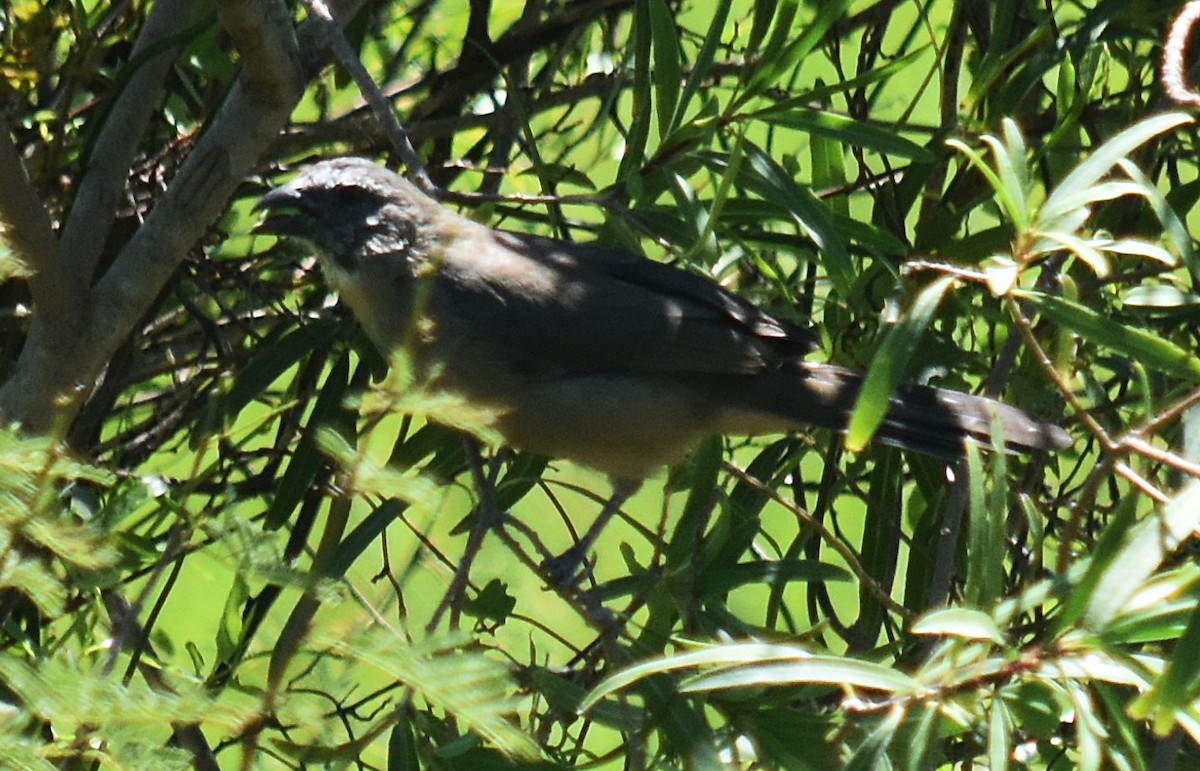 Bluish-gray Saltator - andres ebel