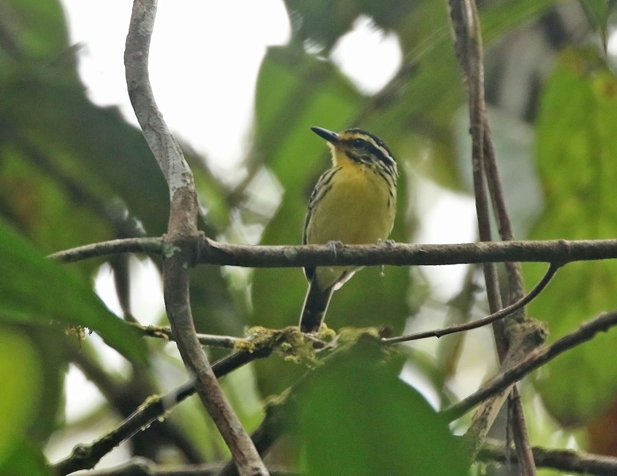 Yellow-browed Antbird - ML449890861