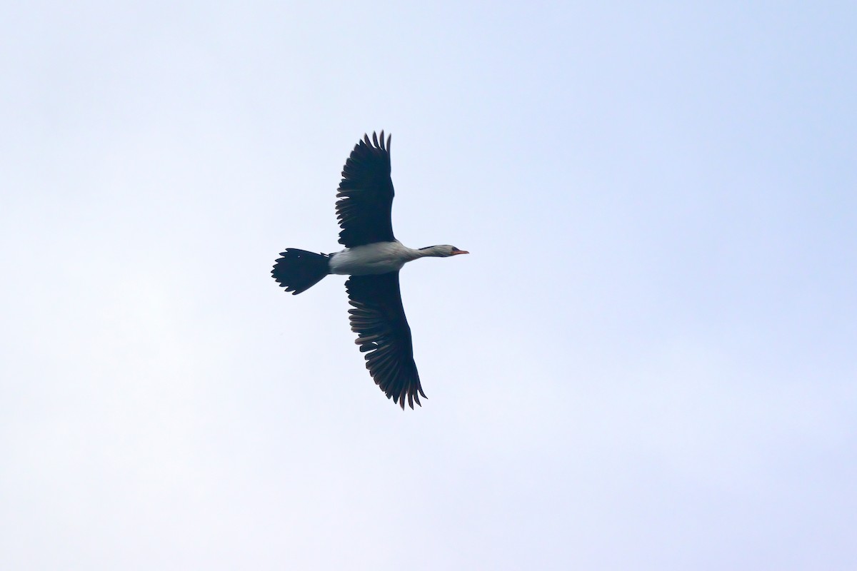 Little Pied Cormorant - ML449891641