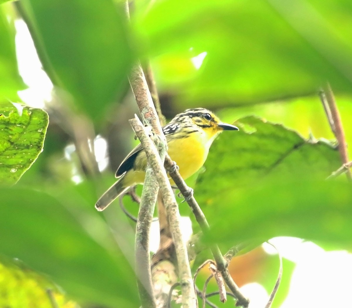 Yellow-browed Antbird - ML449892101