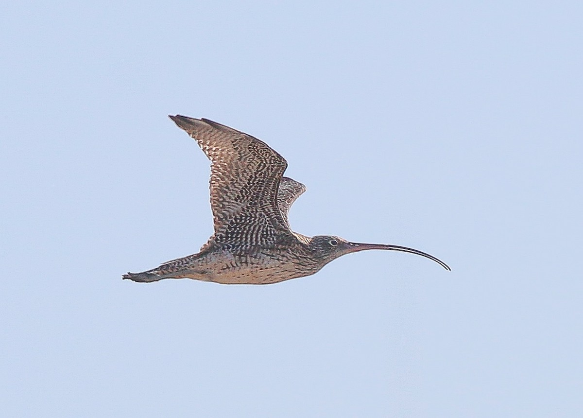 Far Eastern Curlew - ML449892271