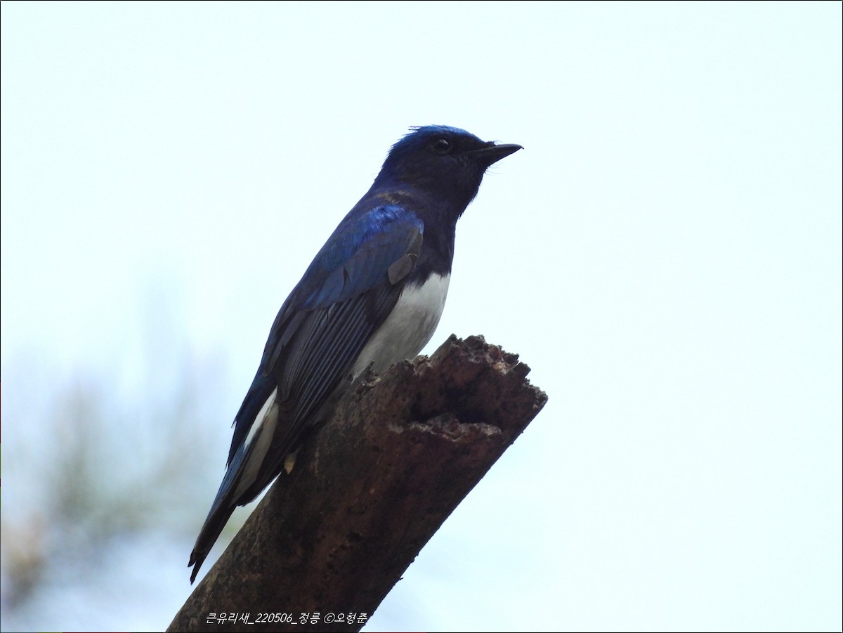 Blue-and-white Flycatcher - ML449892331