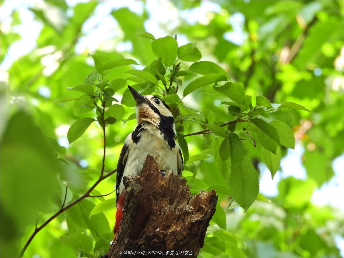 Great Spotted Woodpecker - ML449892481