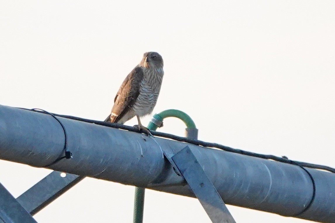 Gabar Goshawk - Etienne Marais