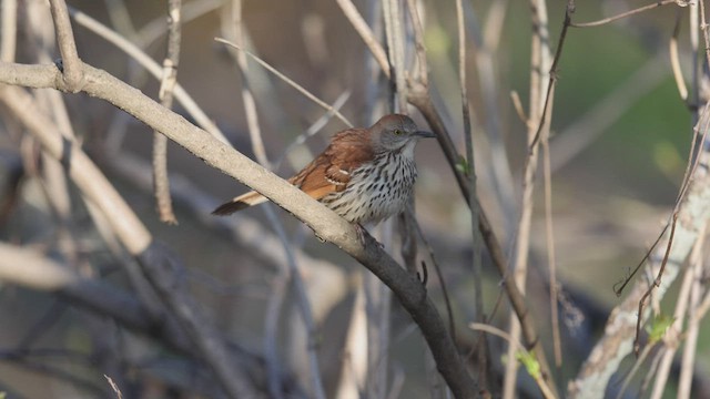 Brown Thrasher - ML449896391