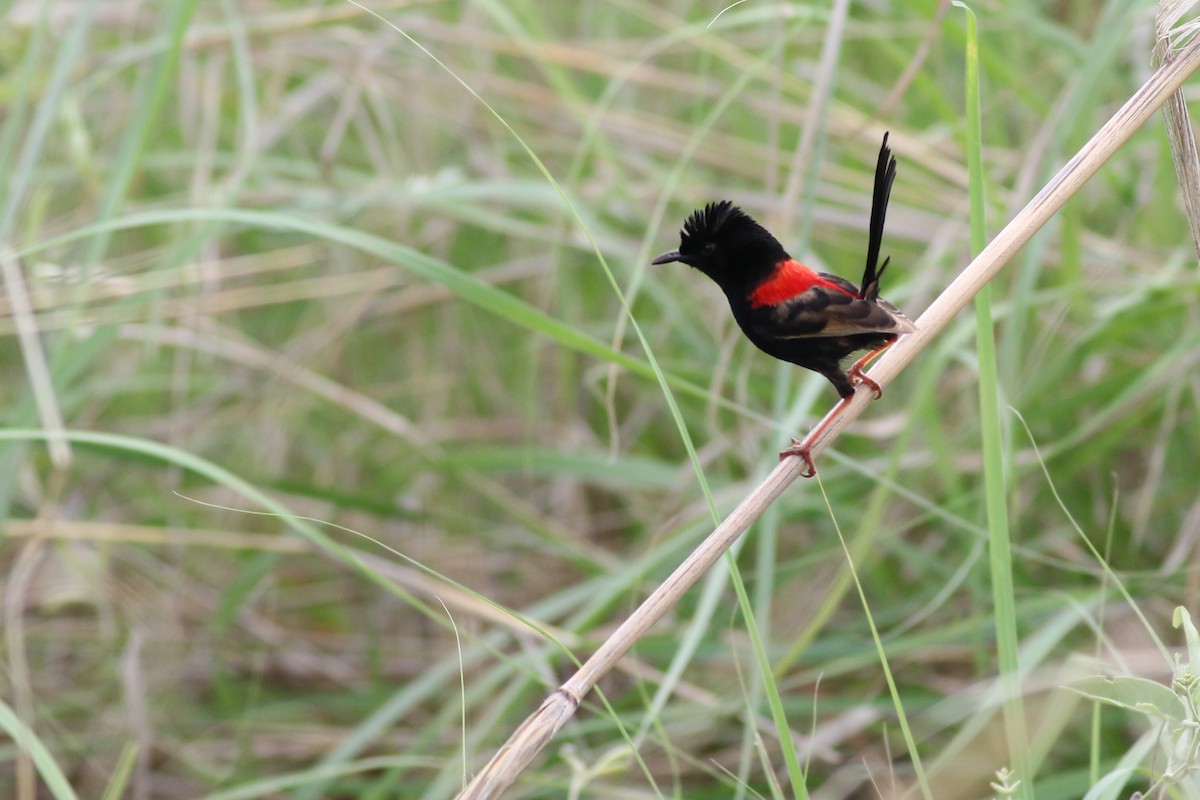 Red-backed Fairywren - ML449896761