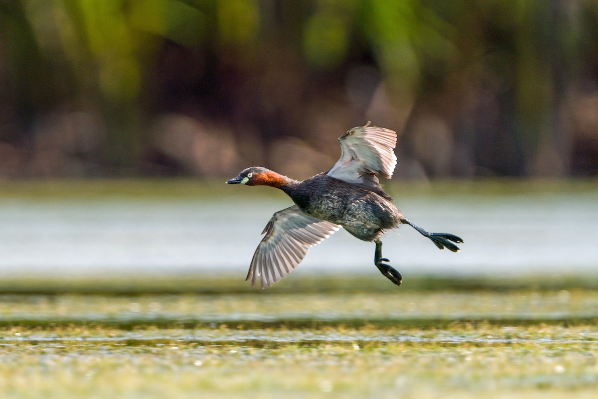 Little Grebe - ML449897711
