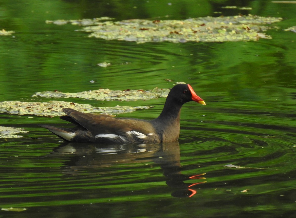 Eurasian Moorhen - ML449898271