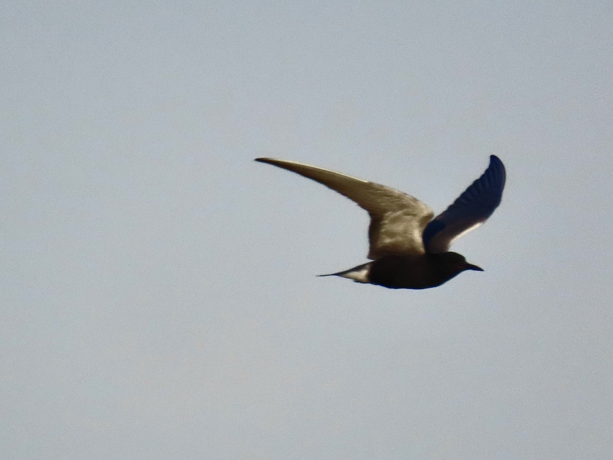 Black Tern - Nolan Keyes