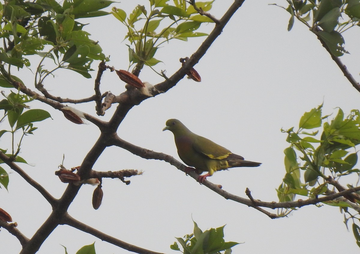 橙胸綠鳩 - ML449900571