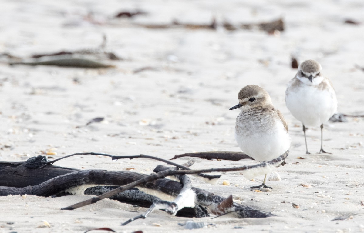 Double-banded Plover - ML449900661