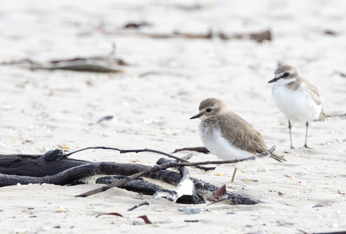 Double-banded Plover - Chris Barnes