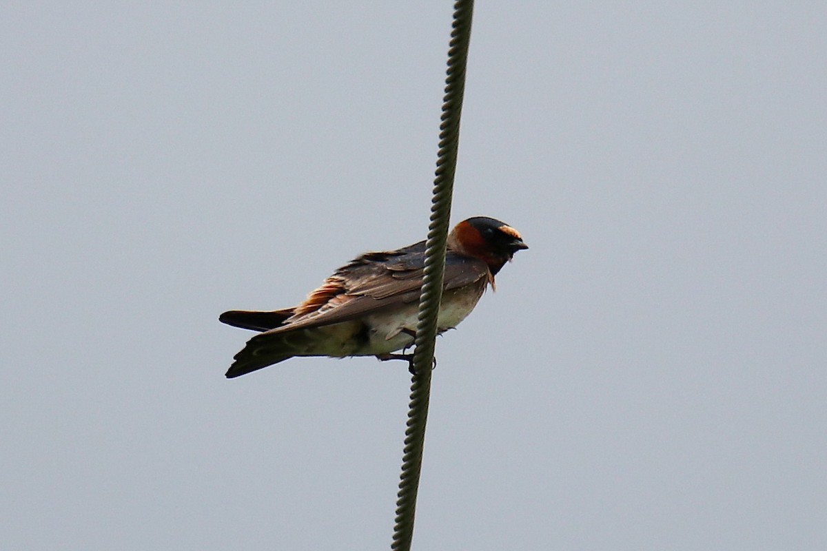 Cliff Swallow (pyrrhonota Group) - ML449901181