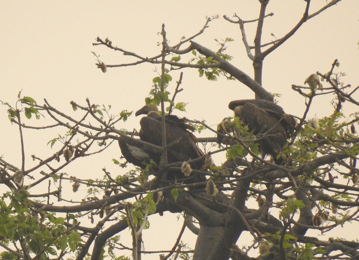 Accipitridae sp. (old world vulture sp.) - ML449901621