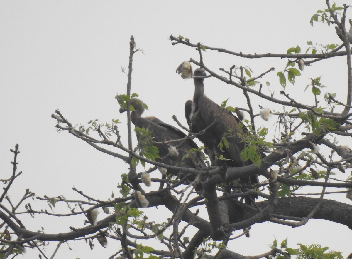 old world vulture sp. - Anonymous