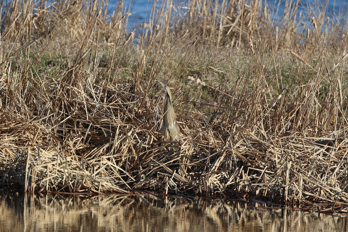 American Bittern - ML449901731