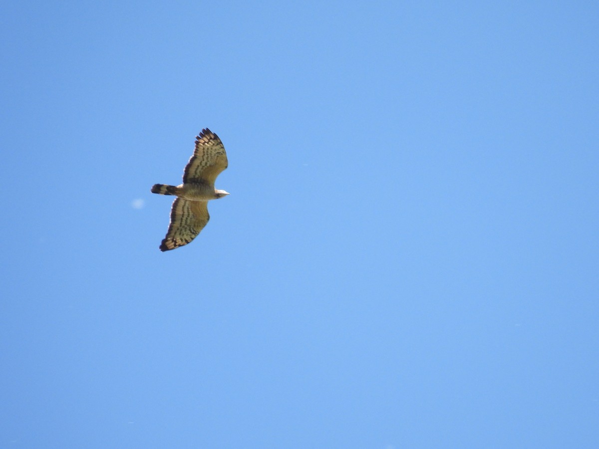 Oriental Honey-buzzard - ML449902551