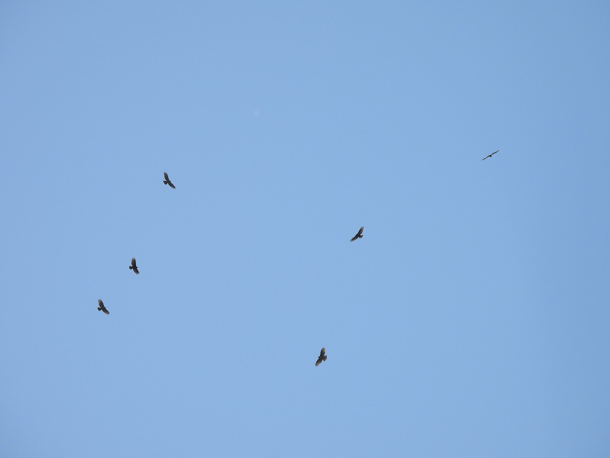 Oriental Honey-buzzard - ML449902581