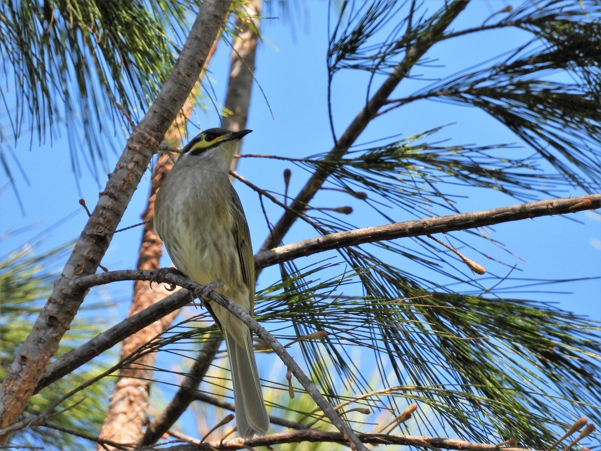 Yellow-faced Honeyeater - ML449904821