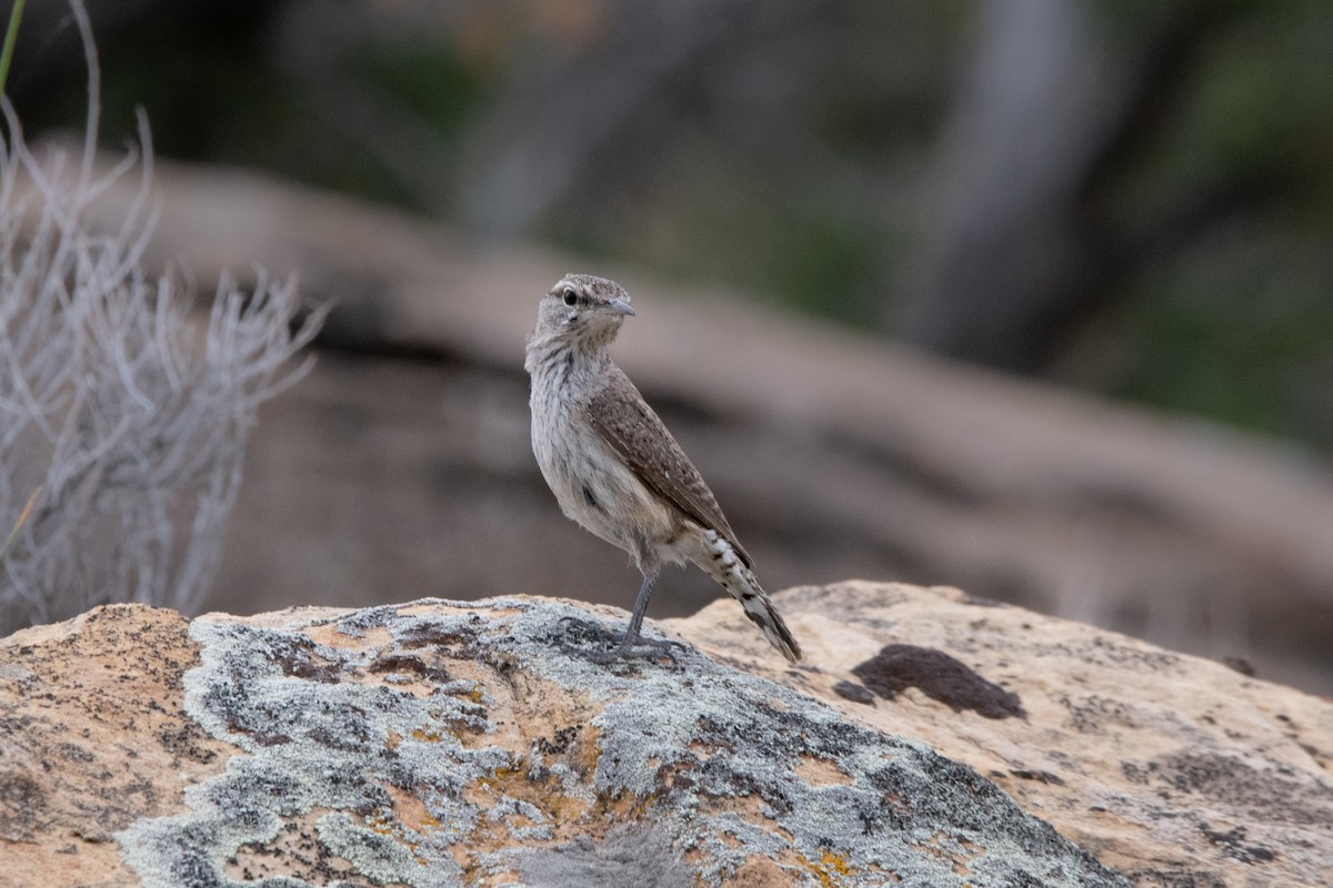 Rock Wren - ML449904841
