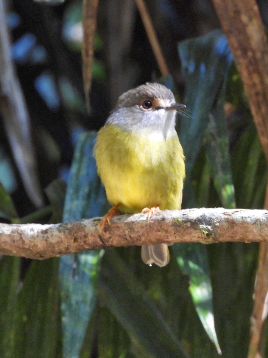 Pale-yellow Robin - ML449904961