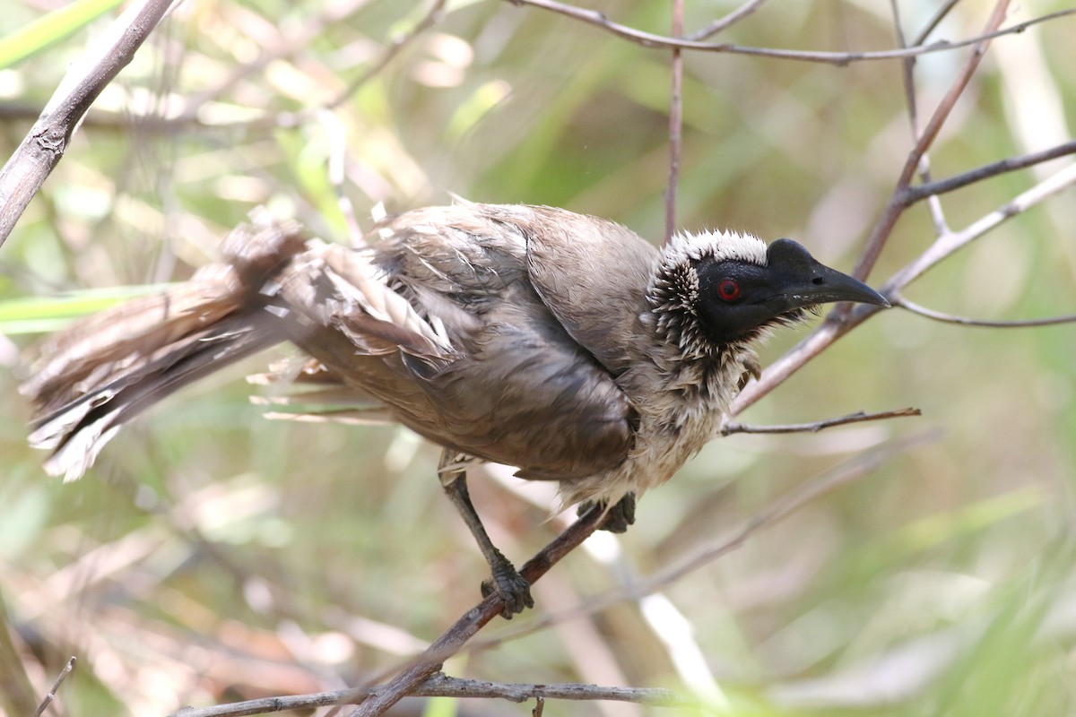 Silver-crowned Friarbird - ML449906451