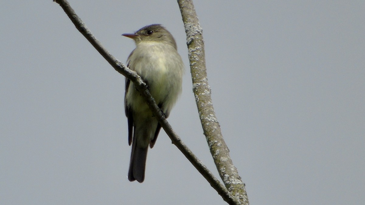 Eastern Wood-Pewee - ML449906721