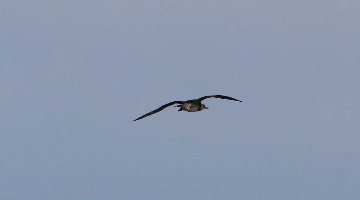 Parasitic Jaeger - Peter Wilshaw