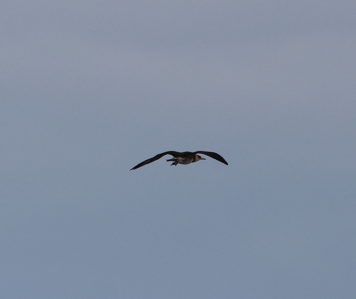 Parasitic Jaeger - Peter Wilshaw