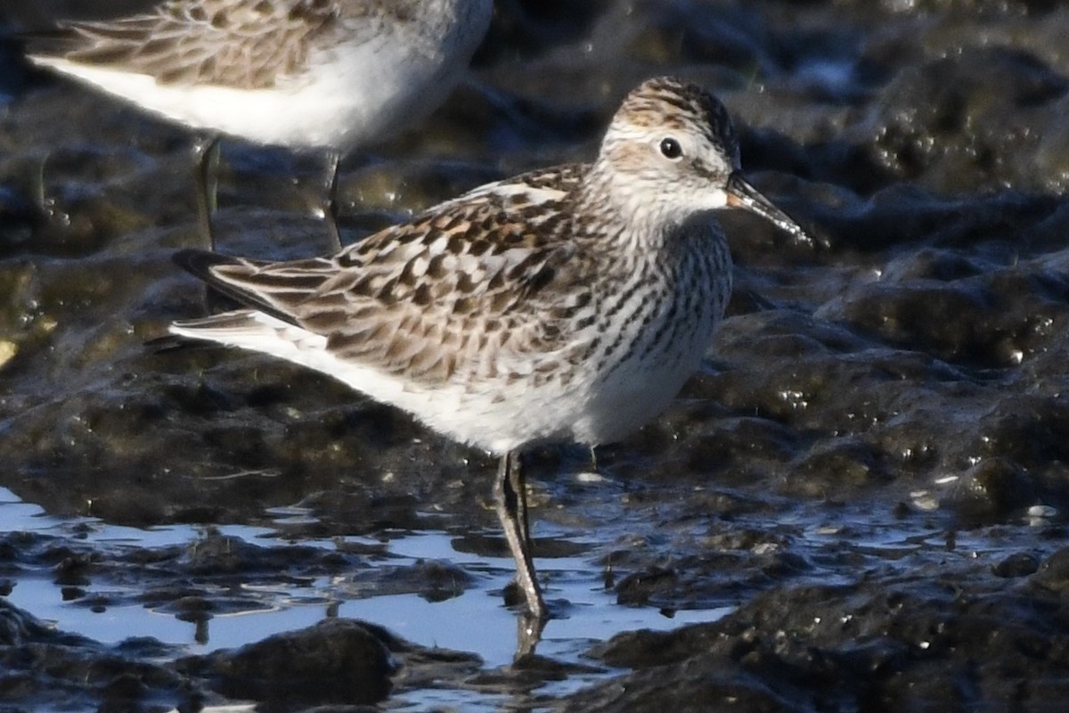 White-rumped Sandpiper - ML449908411