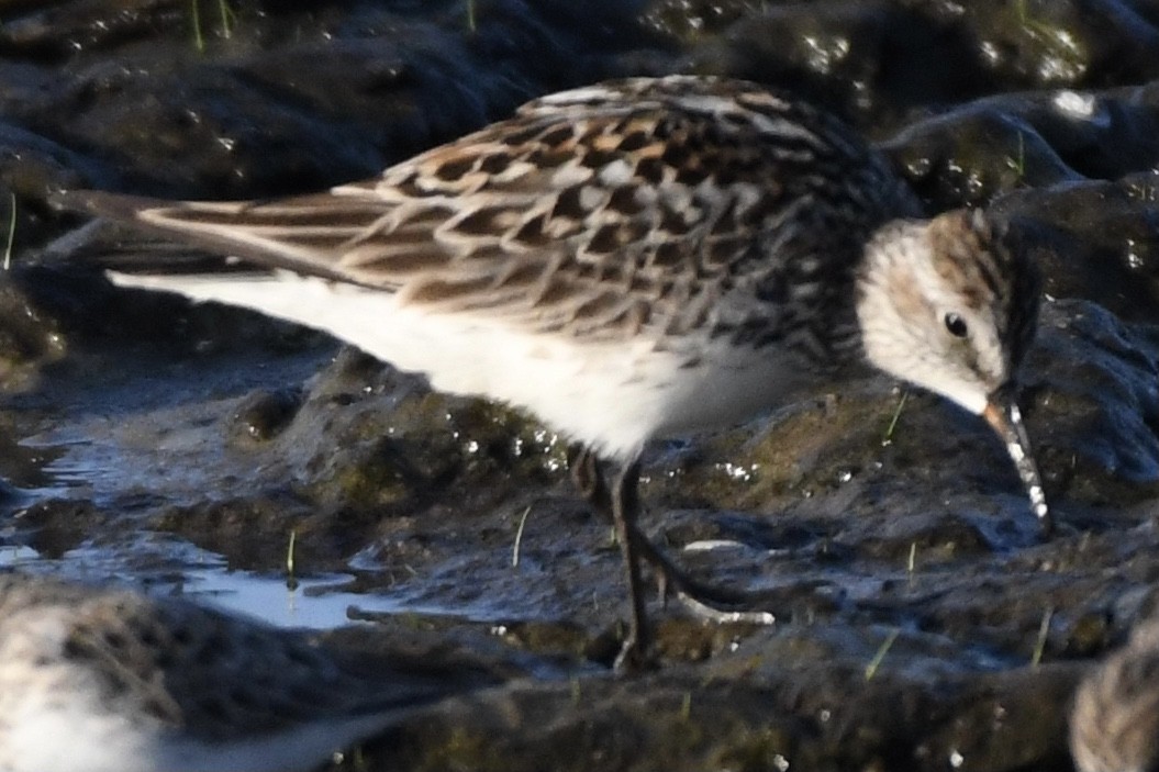 White-rumped Sandpiper - ML449908421