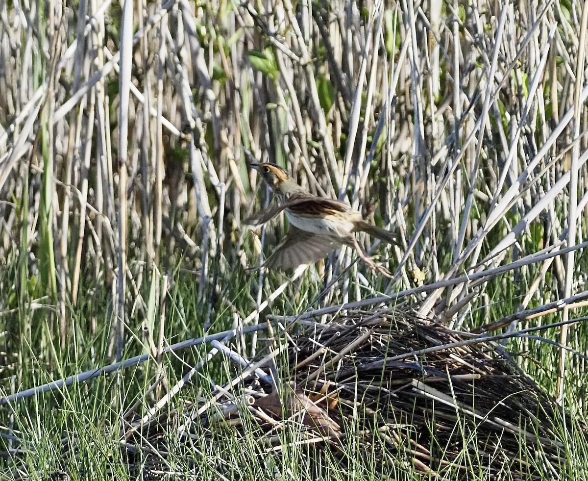 Saltmarsh Sparrow - ML449908581