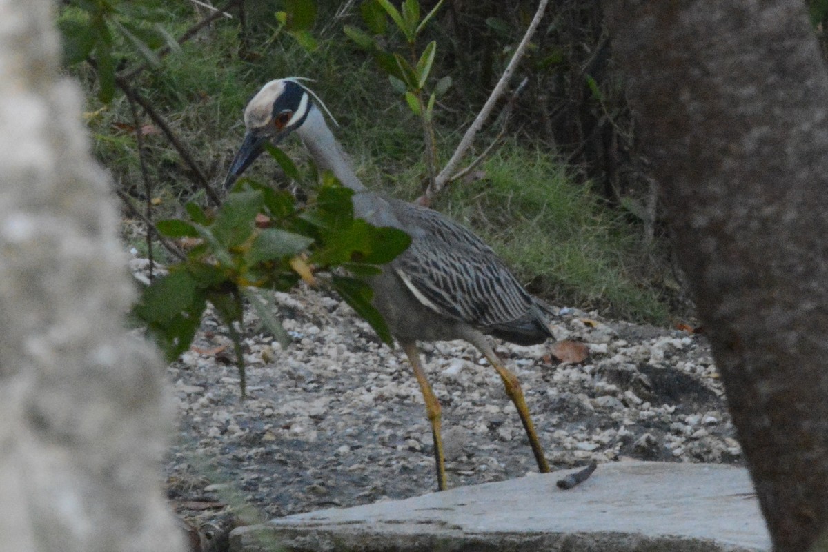 Yellow-crowned Night Heron - Cathy Pasterczyk