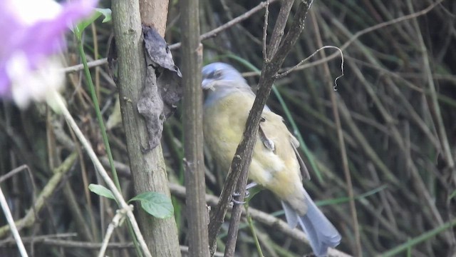 Blue-and-yellow Tanager - ML449910831