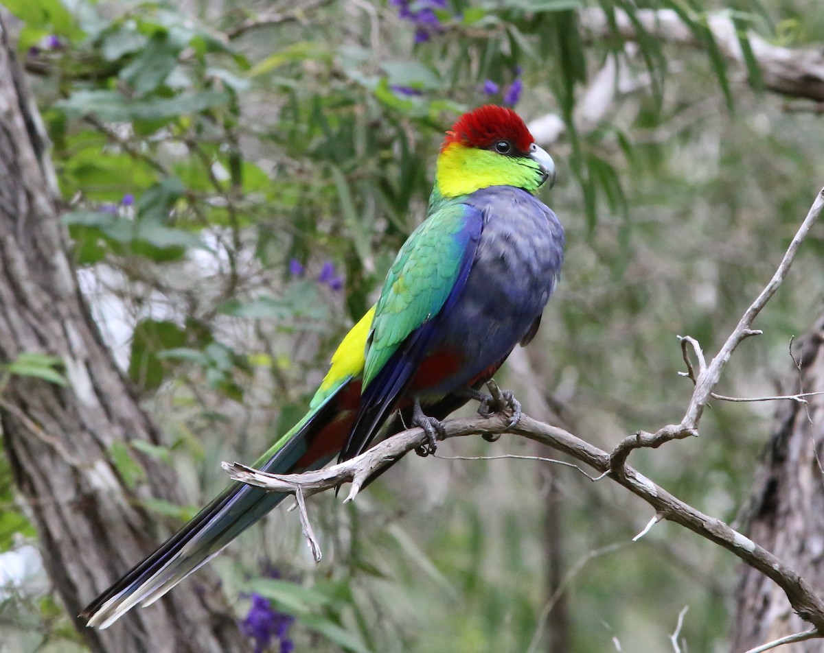 Red-capped Parrot - ML44991101