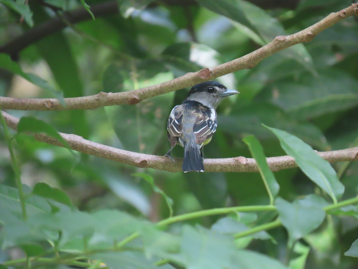 White-winged Becard - ML449912061