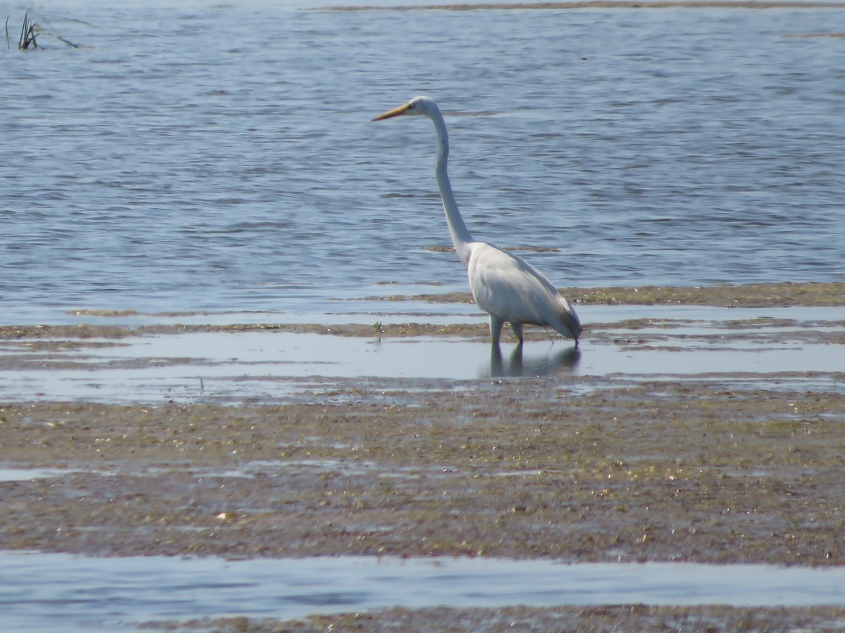 Great Egret - ML449912361