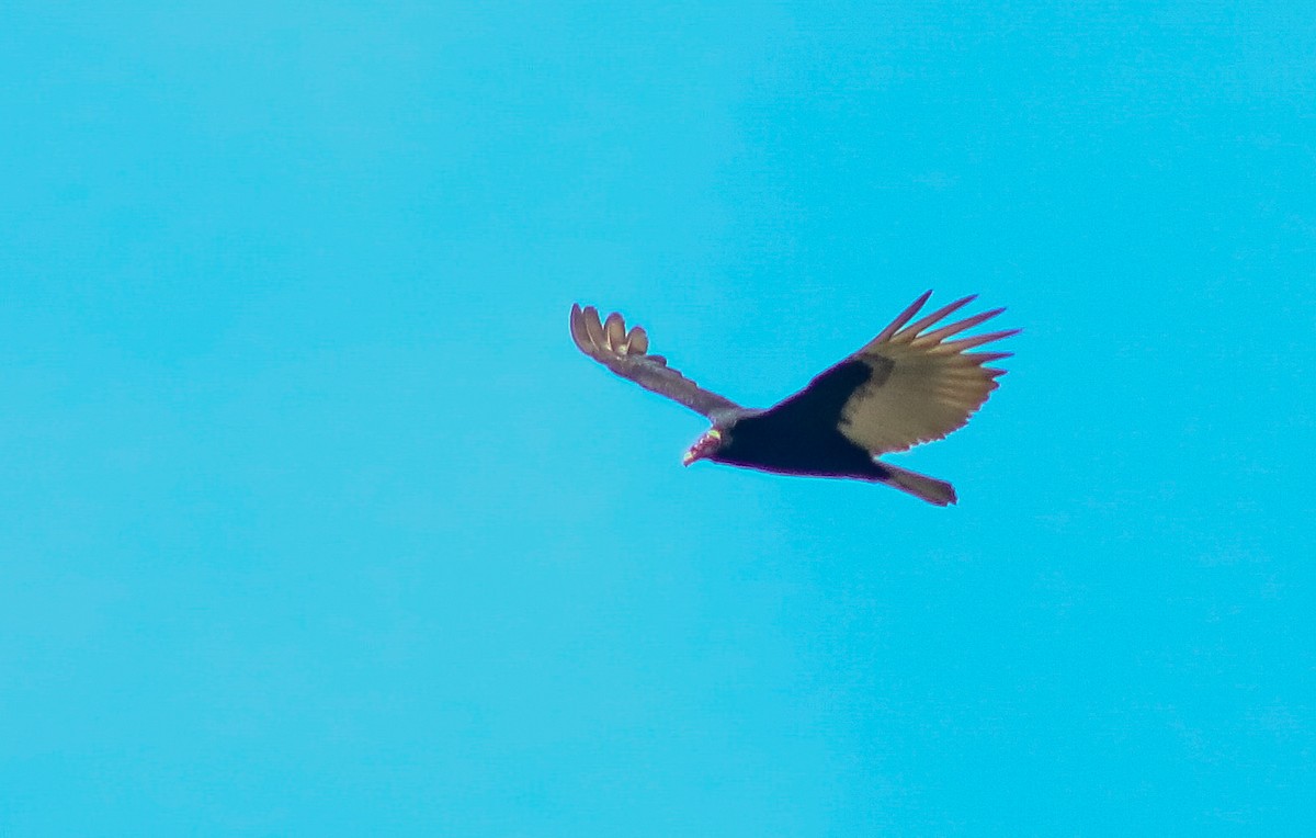 Turkey Vulture - ML449915211