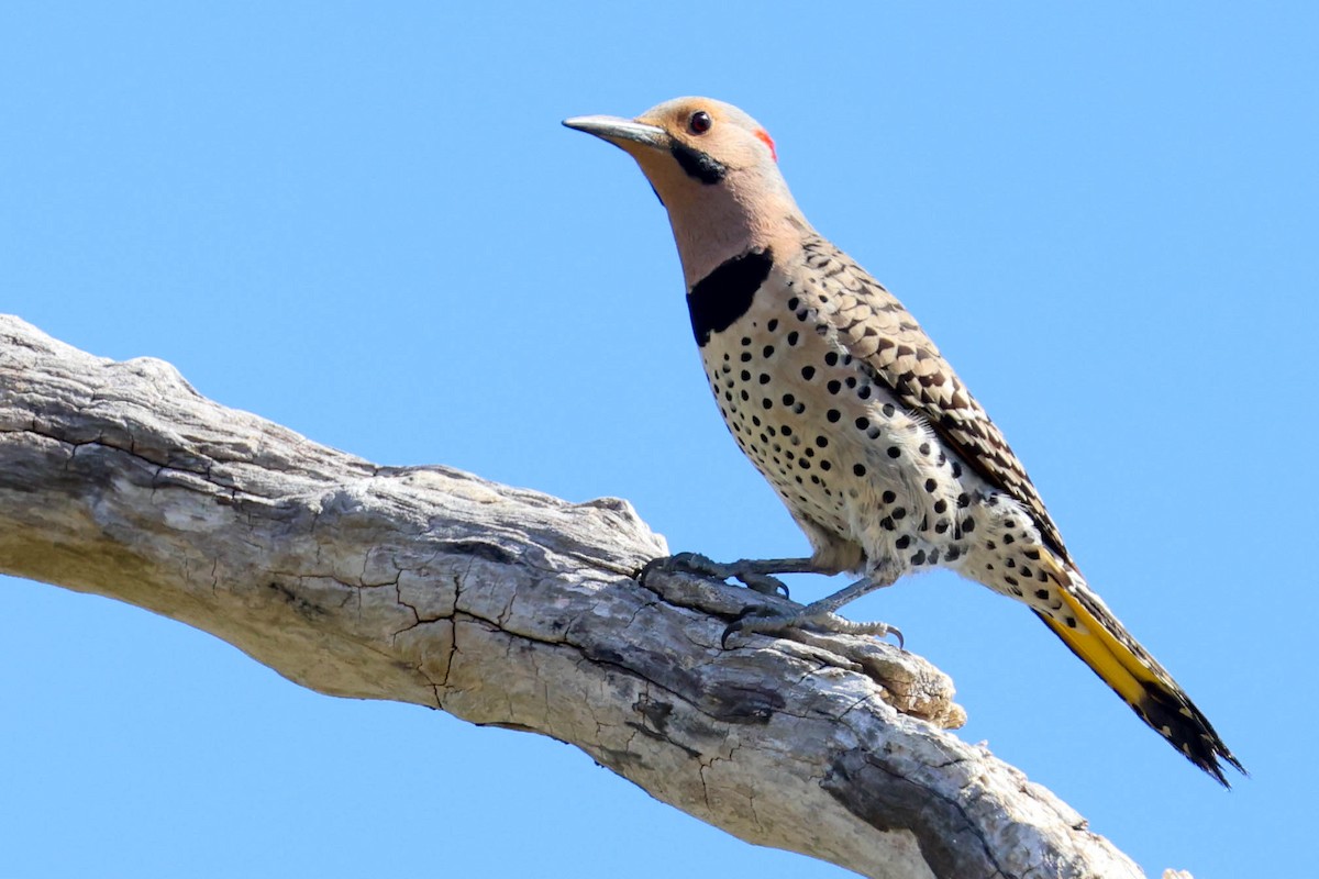 Northern Flicker - ML449915251