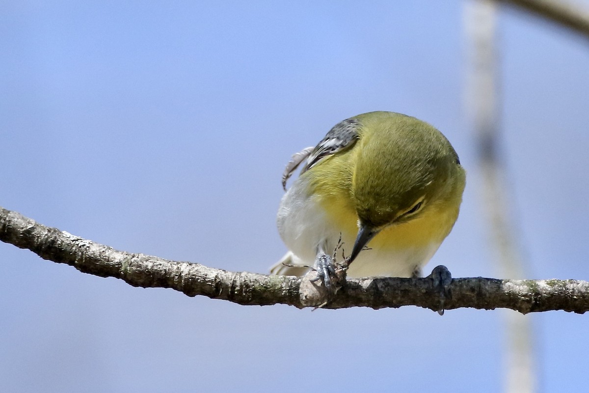 Vireo Gorjiamarillo - ML449915441