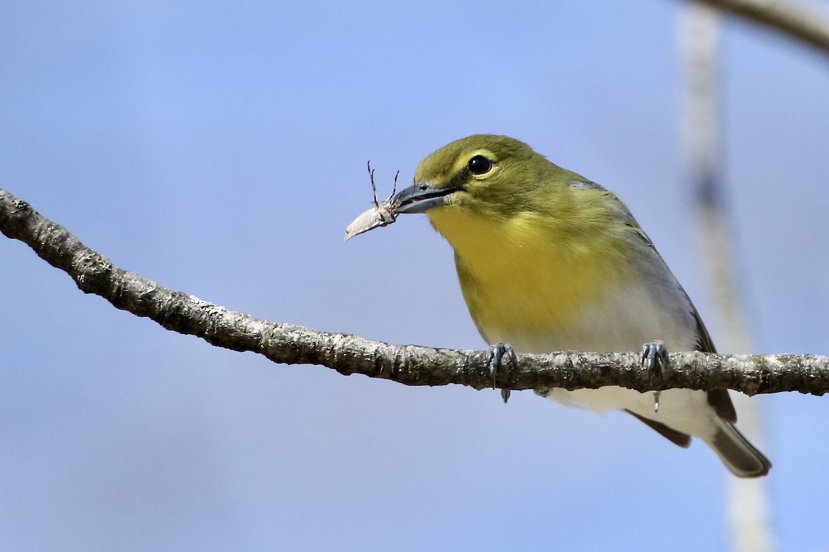 Yellow-throated Vireo - ML449915451