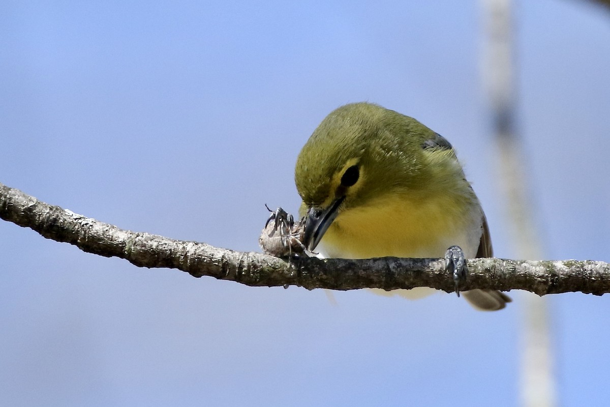 Yellow-throated Vireo - ML449915461